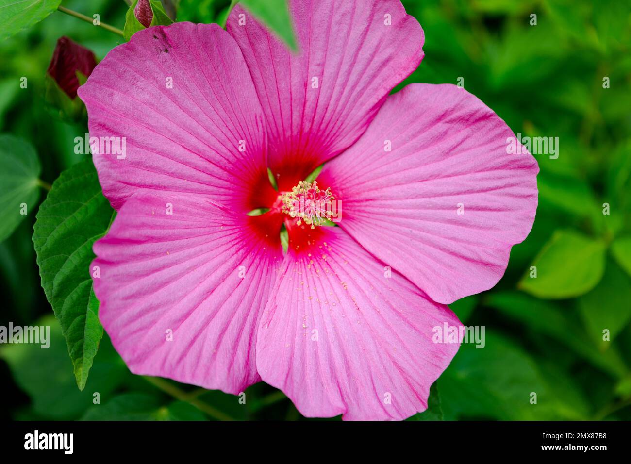 La foto mostra un bel fiore di clematis rosa in luce del giorno Foto Stock