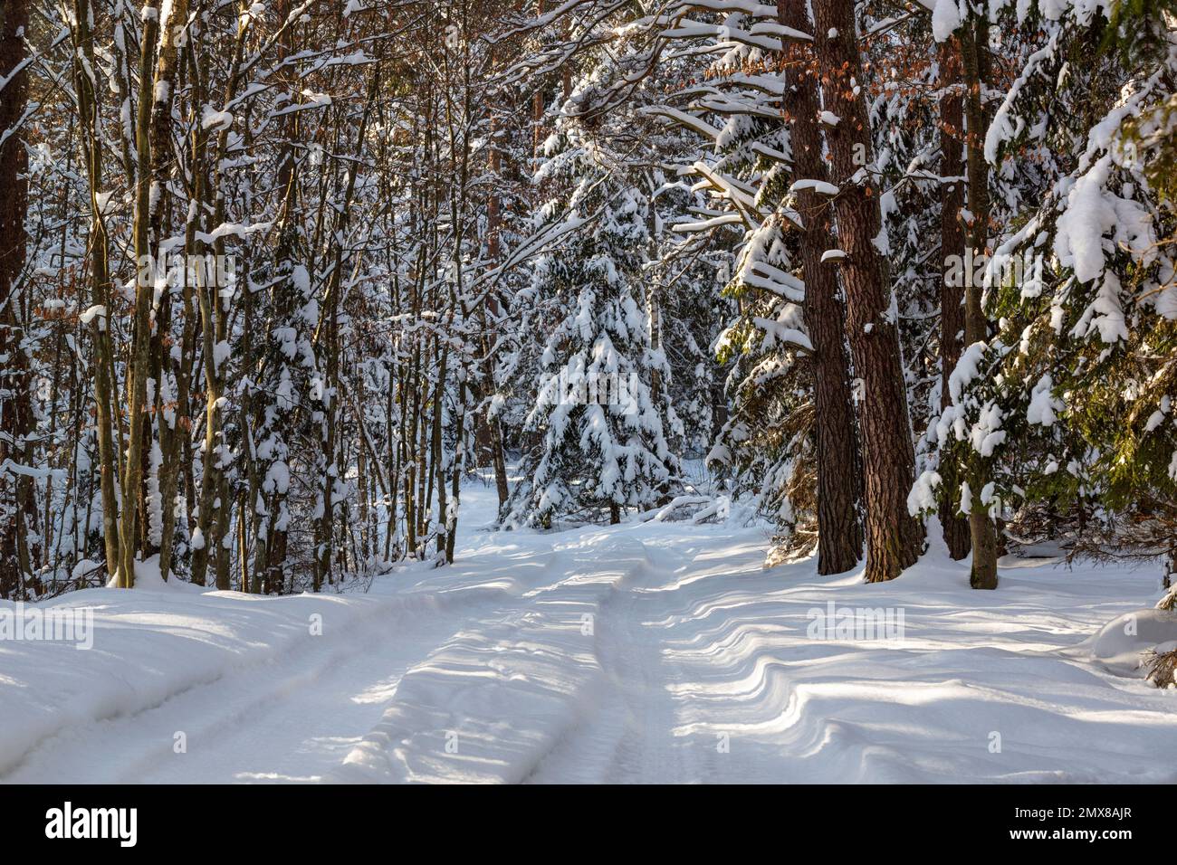 Augustowska Foresta in paesaggio invernale, Polonia Foto Stock