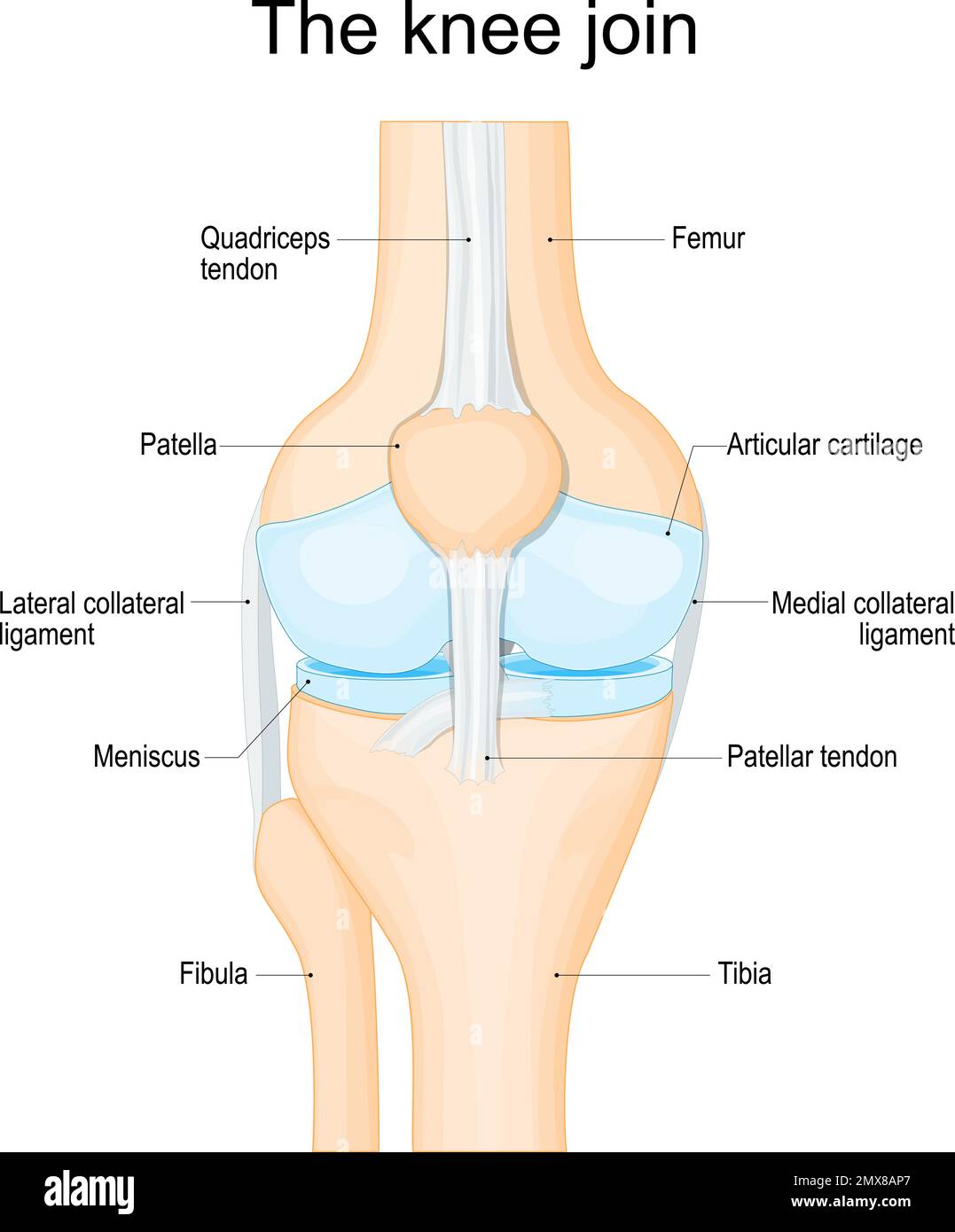 anatomia del ginocchio. Struttura di un'articolazione umana del ginocchio: Cartilagine articolare, ossa, legamenti, tendini e menisco. Poster vettoriale Illustrazione Vettoriale