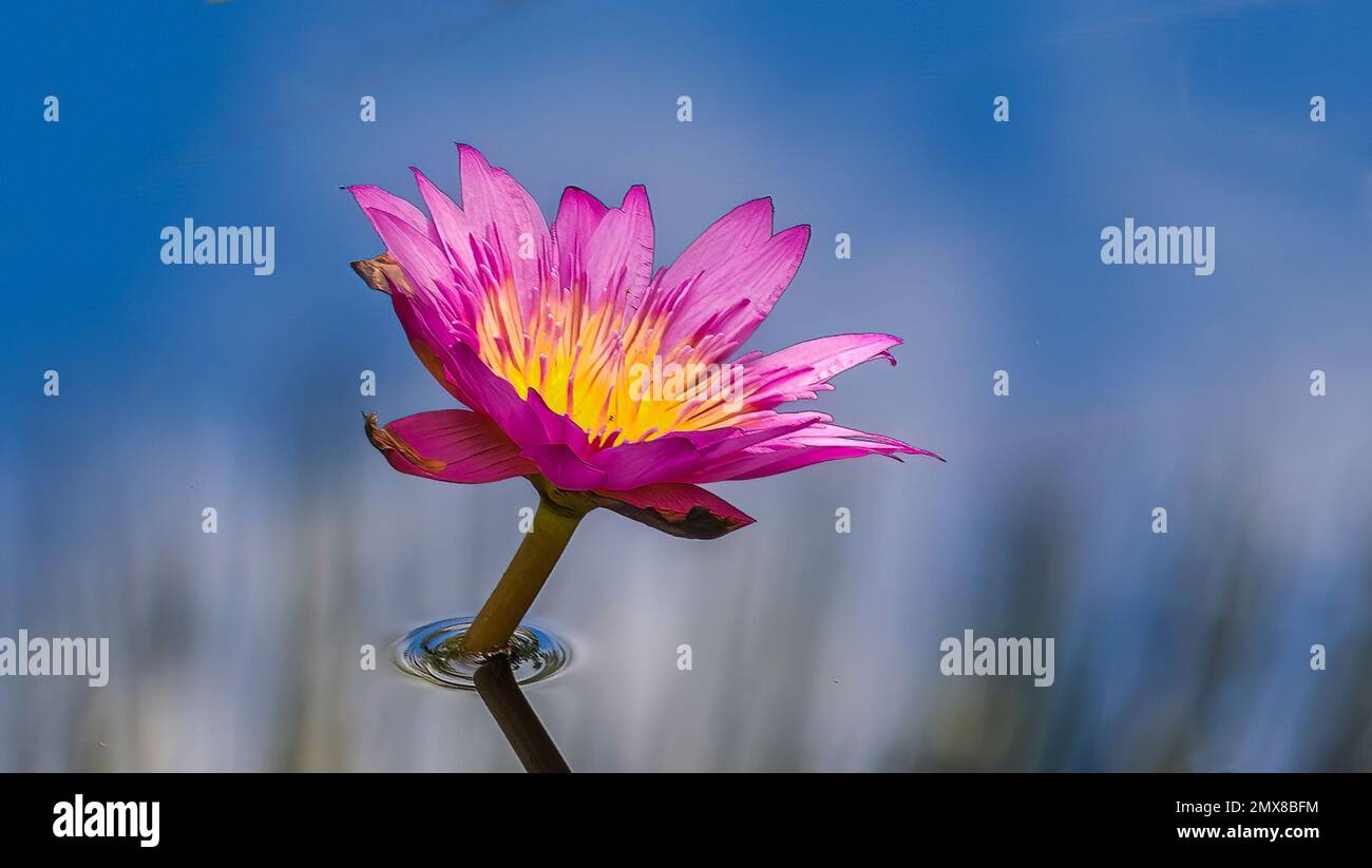 Rosa con centro giallo giglio d'acqua in acqua blu Foto Stock