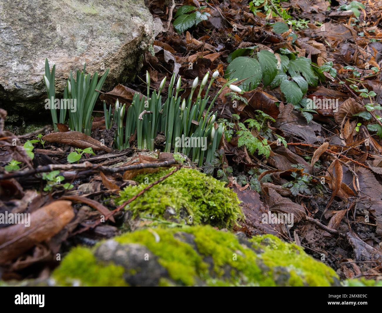 Fiori di nowdrop, Galanthus, in bocciolo. Foto Stock