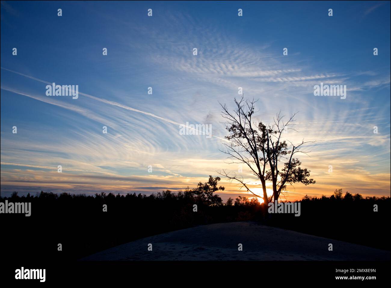 Paesaggio nuvolato al tramonto. Silhouette degli alberi nel parco delle dune di sabbia con cielo blu. Foto Stock