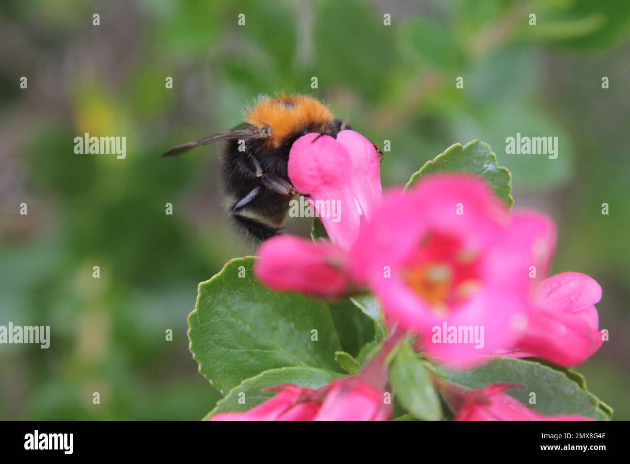 Bumble Bees che impollinano i fiori in un giardino britannico, impollinazione insetto in estate, Regno Unito Foto Stock