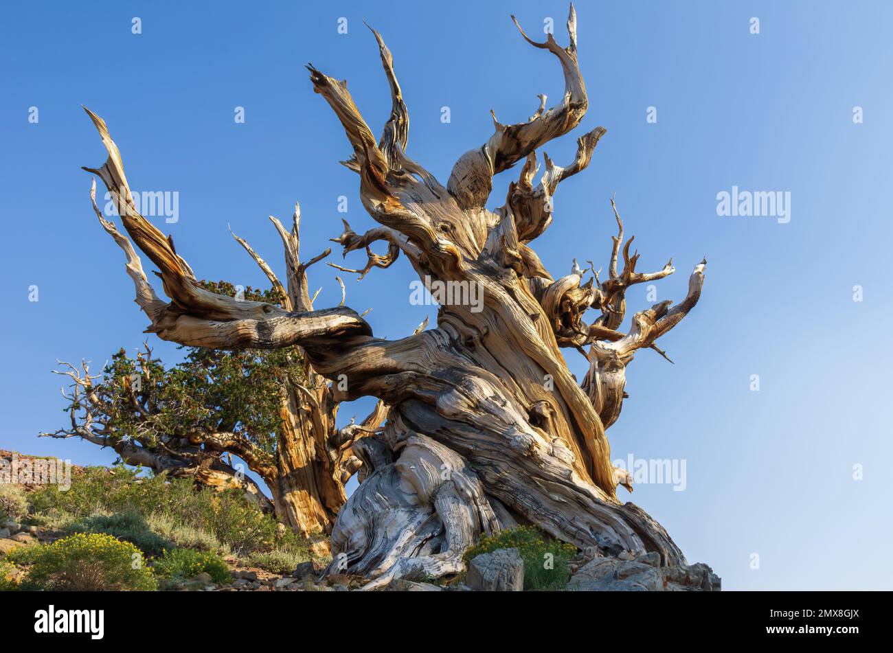 Gli alberi di pino di setlecone mostrati all'antica foresta di pino di Bristlecone in California, Stati Uniti. Foto Stock