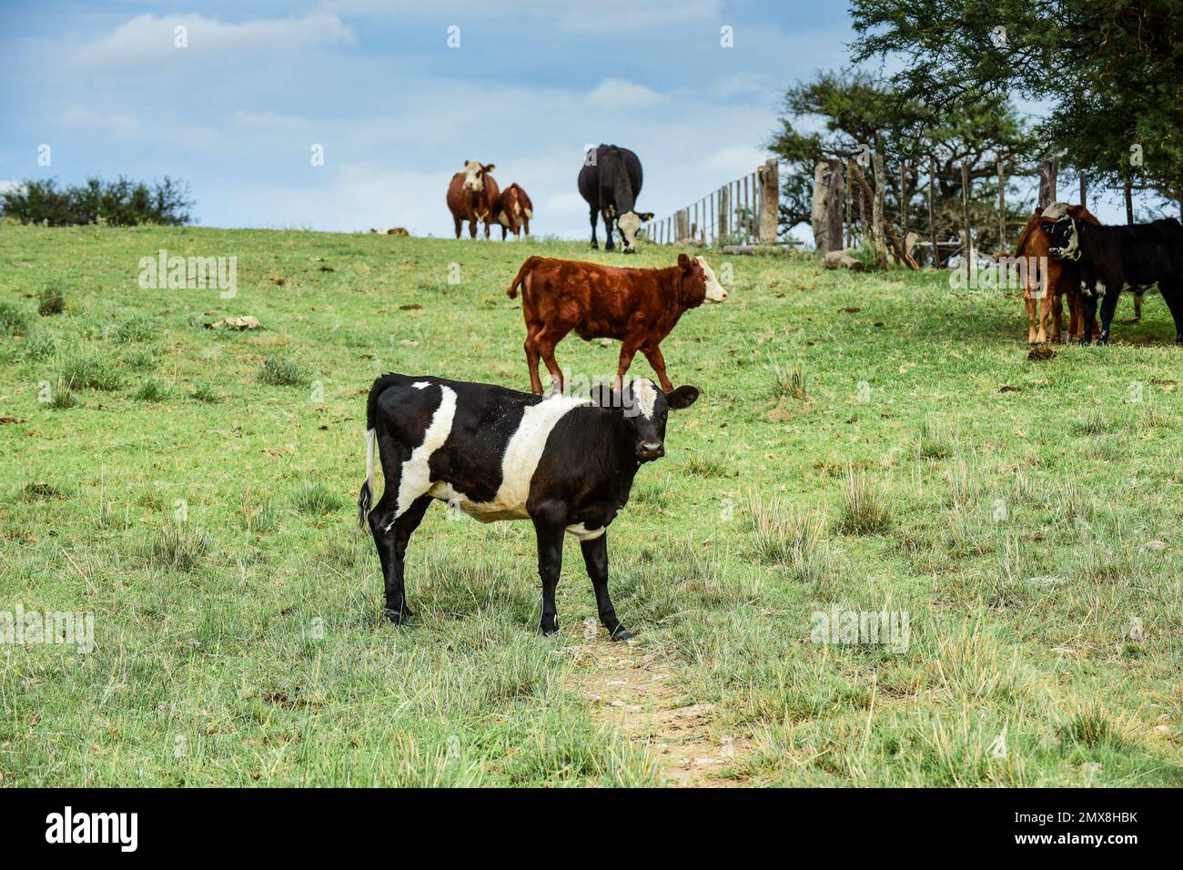Bestiame nella campagna argentina, Provincia di la Pampa, Patagonia, Argentina Foto Stock