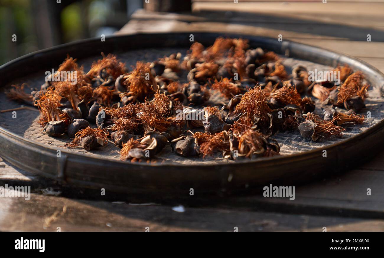 I funghi di un locale mercato birmano lasciarono fuori su un piatto di bambù per asciugarsi al sole. Foto Stock