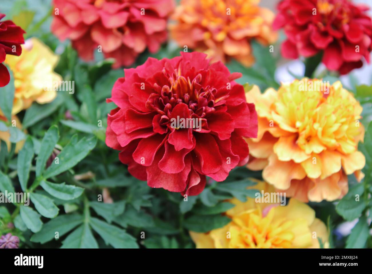 Marigold francese (patula di Tagetes "Strawberry Blonde") Foto Stock