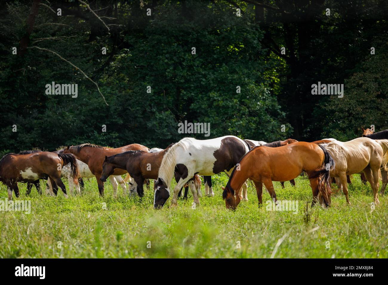 Cavalli che pascolano in un prato verde vicino alle Cades Cove Riding Stables nel Great Smoky Mountains National Park, Tennessee, Stati Uniti. Foto Stock
