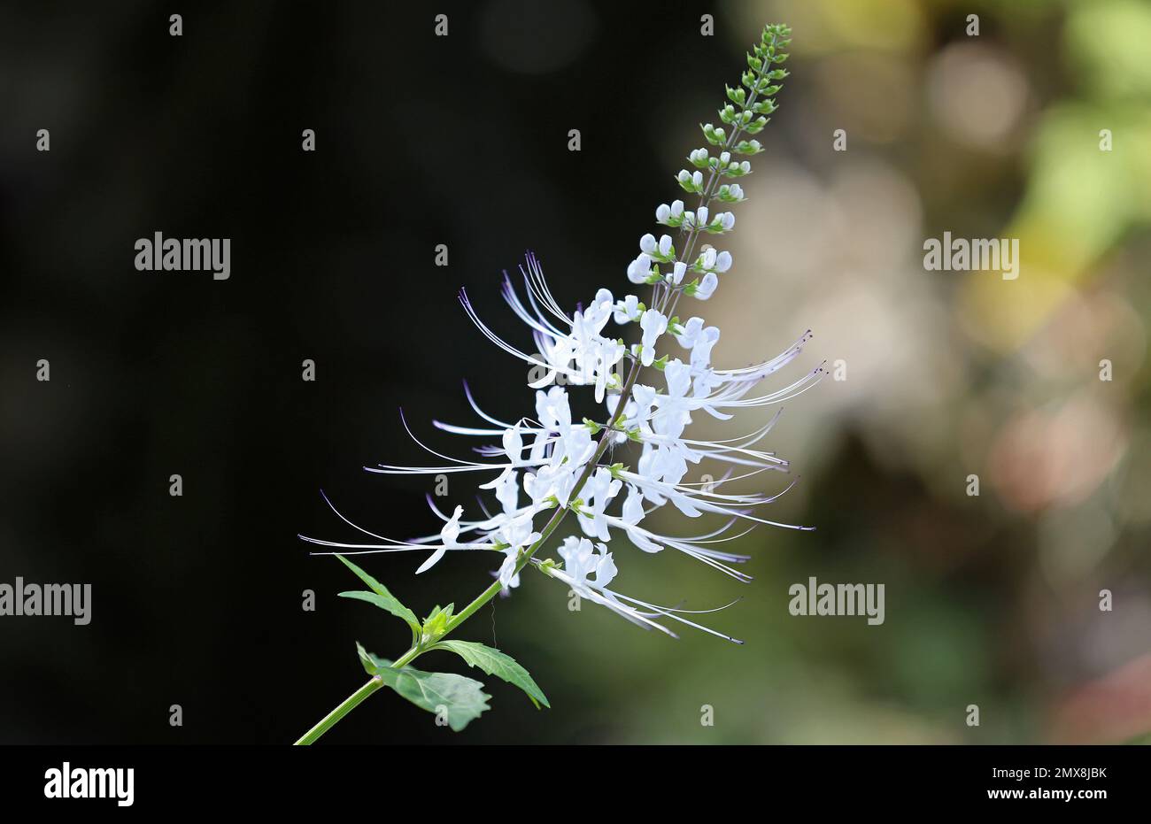 Cat's Whiskers fiore - Fort Worth Botanic Garden, Texas Foto Stock