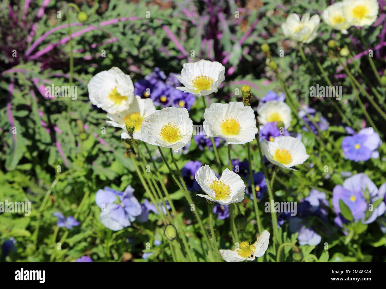 Papavero bianco e pantera blu - Giardino Botanico di Fort Worth, Texas Foto Stock