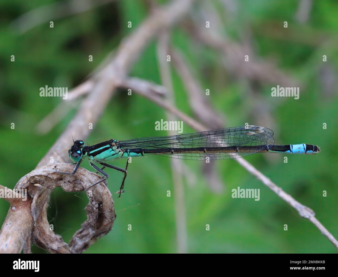 Vista laterale di una bellissima damselfly blu al neon che mostra la sua struttura ad ala Foto Stock