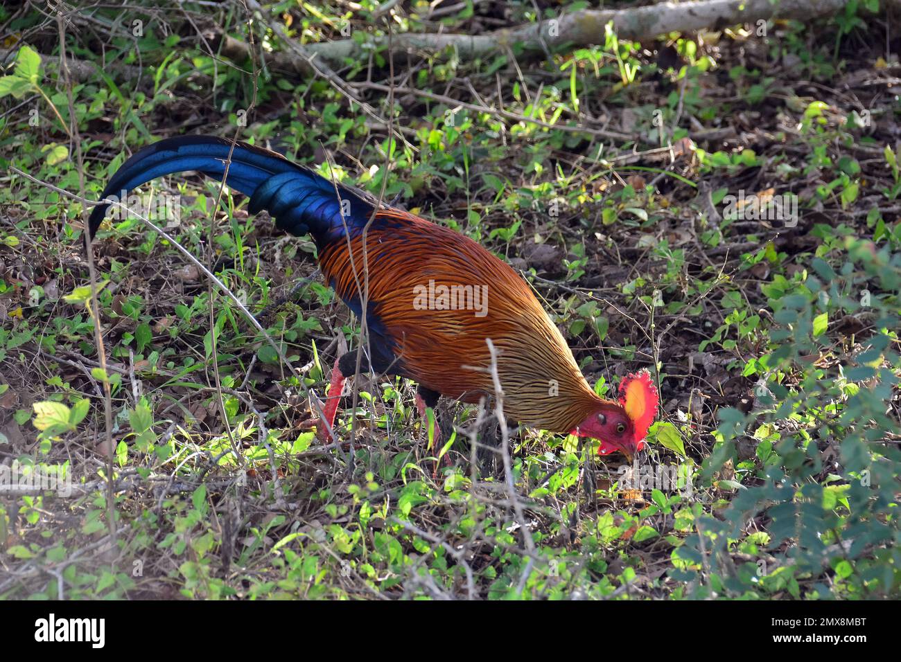 Sri Lankan junglefowl, Ceylonhuhn, Coq de Lafayette, Gallus lafayetii, ceyloni tyúk, Yala National Park, Srí Lanka, Asia Foto Stock