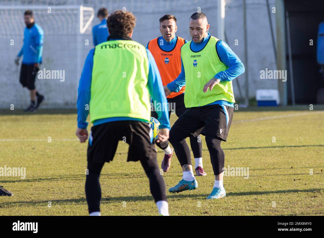 RADJA NAINGGOLAN SPAL PRIMO ALLEVAMENTO NAINGGOLAN Foto Stock