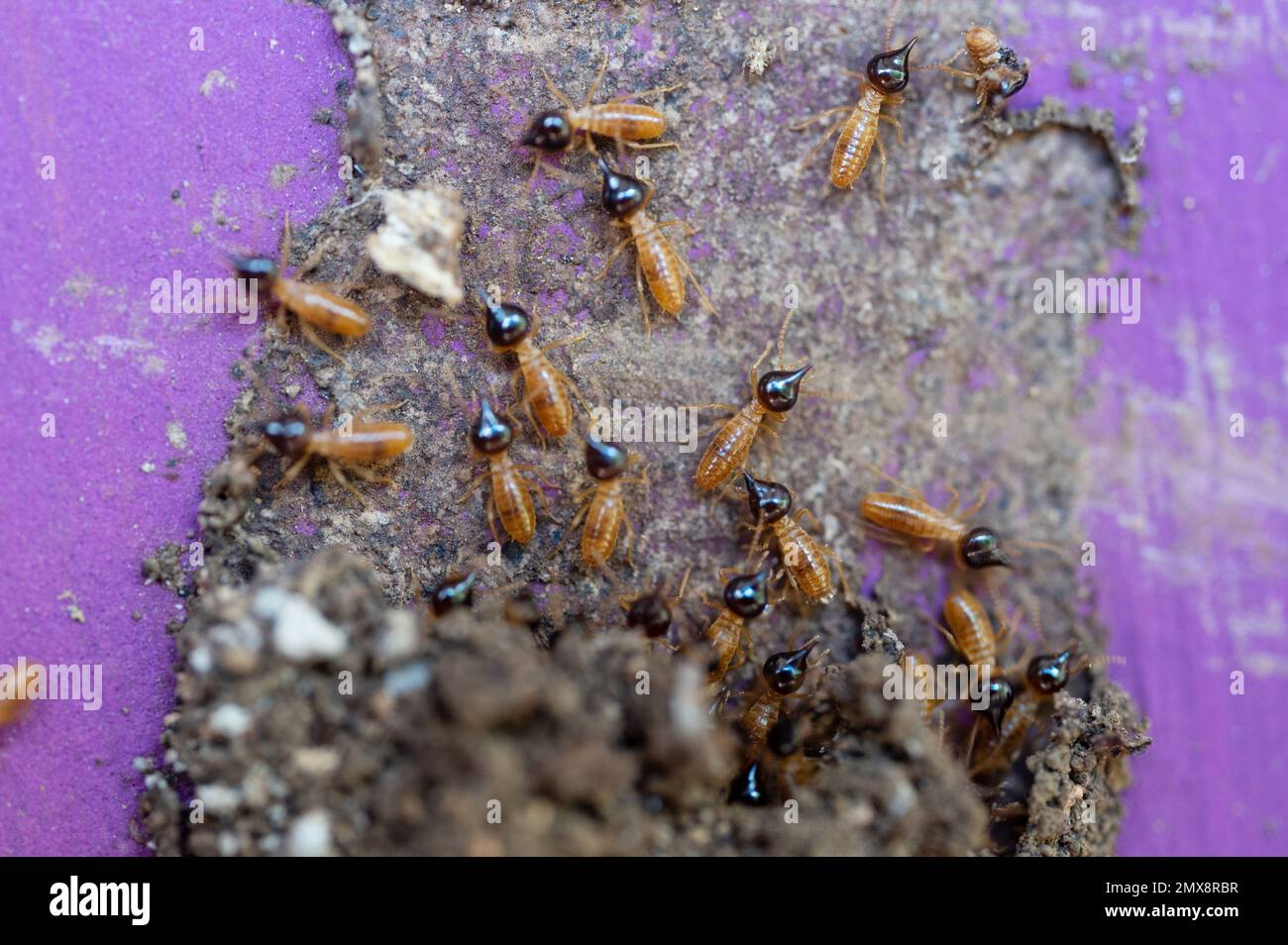 Gruppo di insetti termiti sulla parete casa macro vista ravvicinata Foto Stock