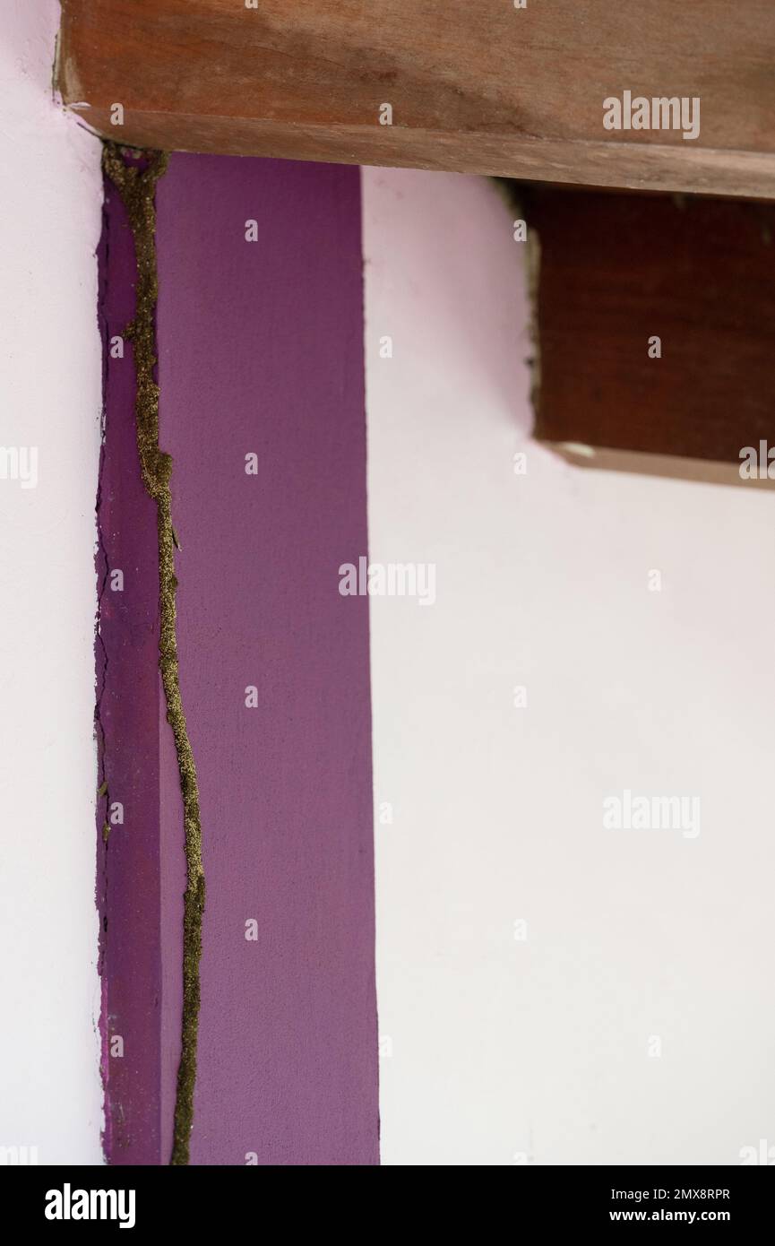 Tonnel termite andare al tetto di legno casa vista ravvicinata Foto Stock