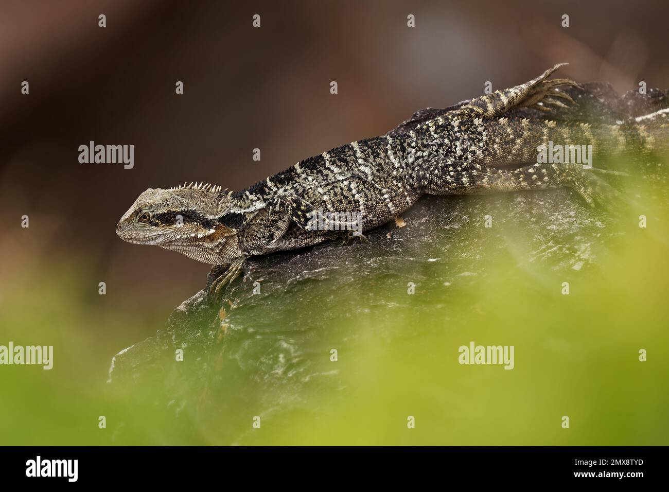 Drago d'acqua australiano - Intellagama o Physignathus lesueurii howittii, anche drago d'acqua orientale o Gippsland, lucertola sulla roccia sopra il mare. Foto Stock