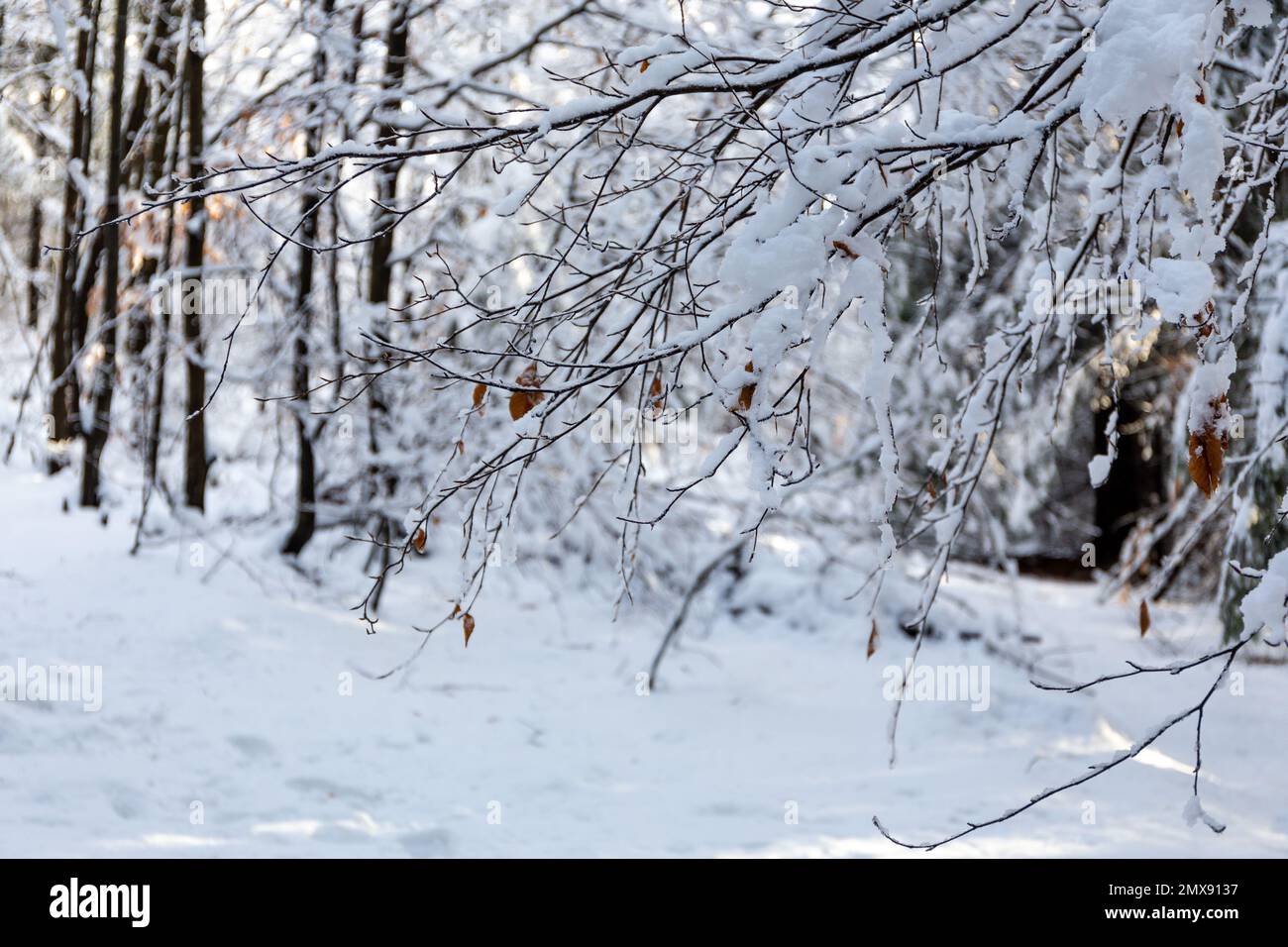 Rami di albero coperti di neve fresca bianca nella foresta in Beskid Mountains, Polonia. Foto Stock