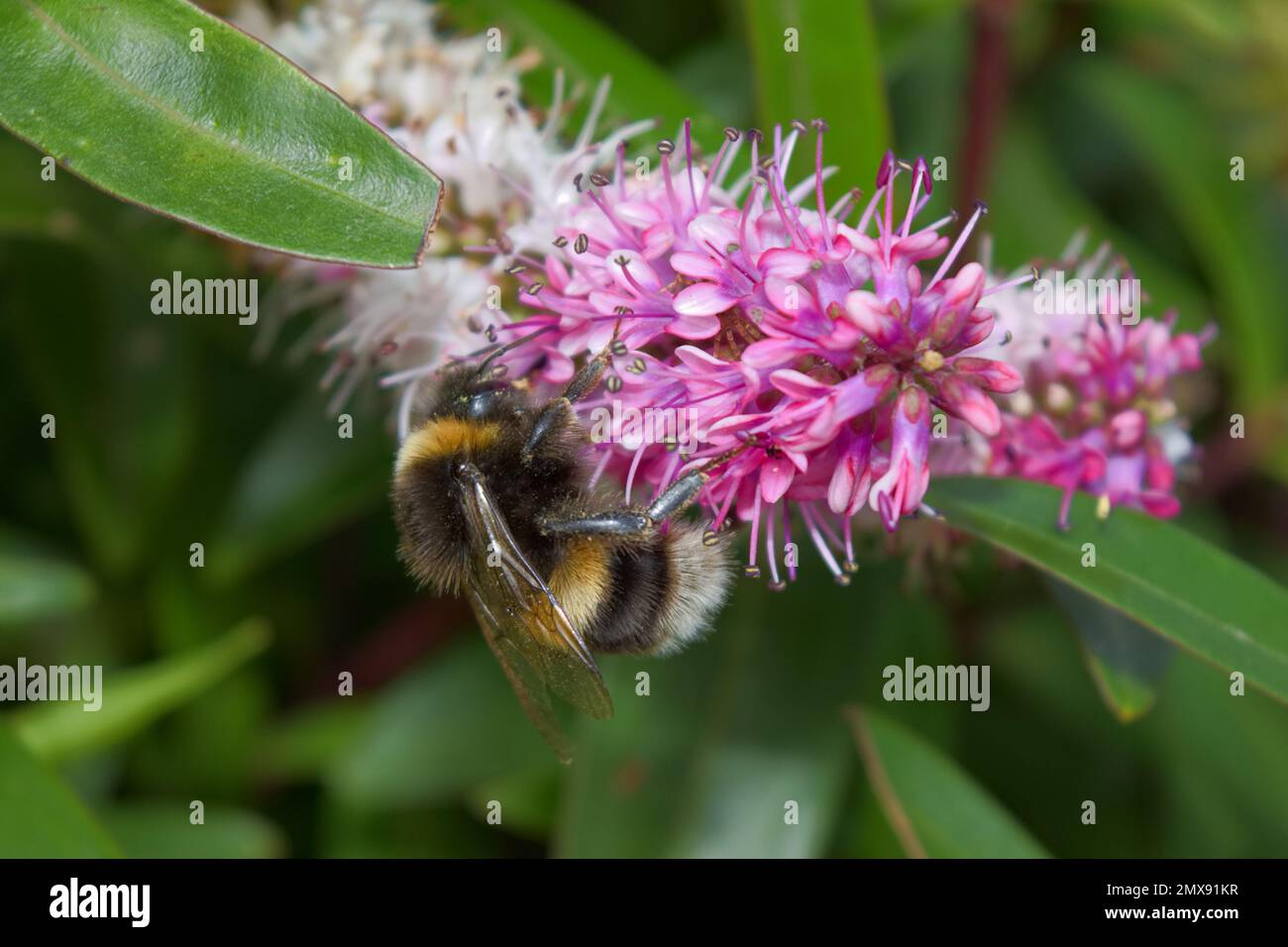 Soffice bumble bee a righe gialle e nere alla ricerca di nettare su un bel fiore rosa al sole estivo. Foto Stock