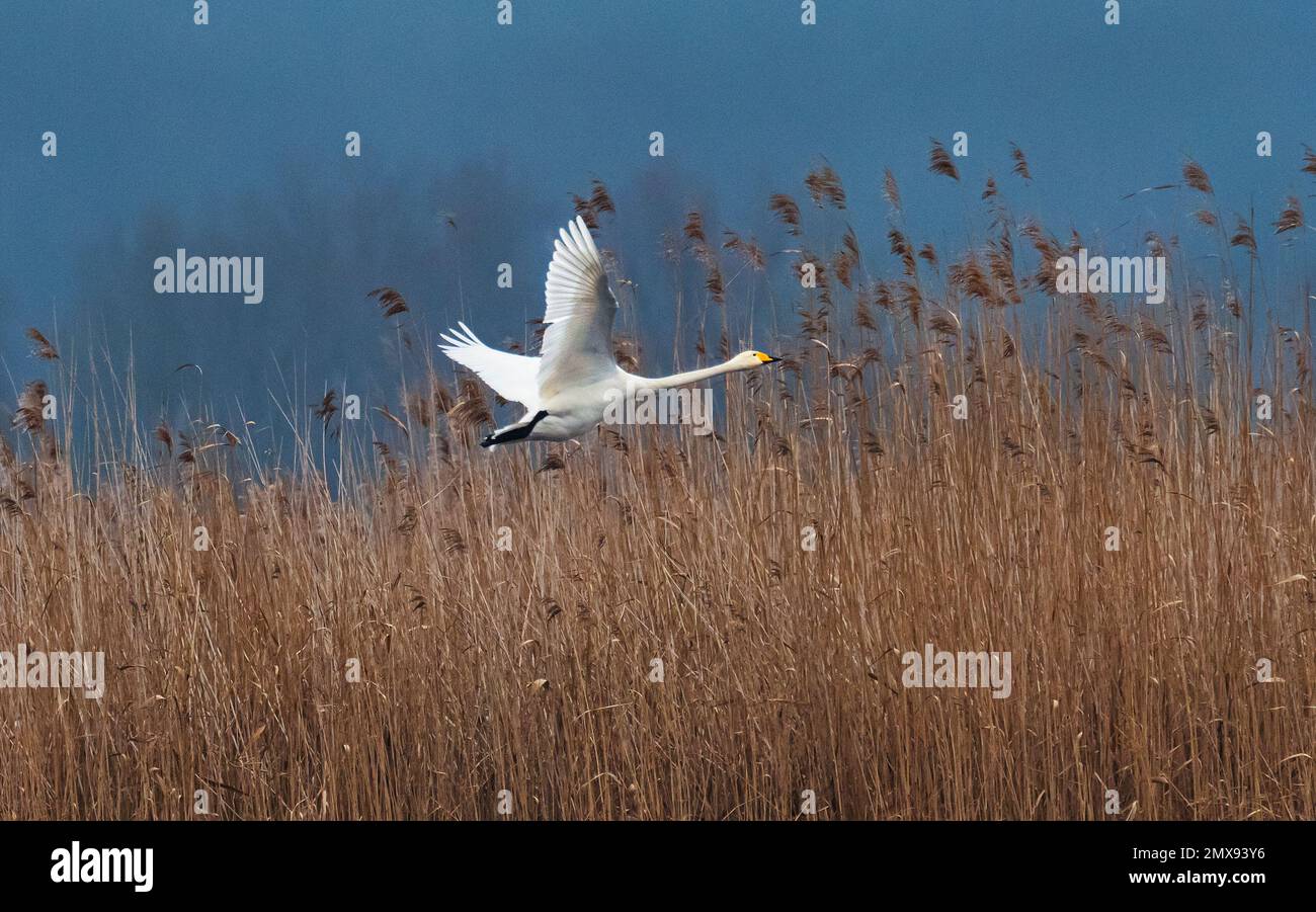 29 gennaio 2023, Brandenburgo, Schwedt/Oder: 29.01.2023, Schwedt. Un cigno di Whooper (Cygnus cygnus) vola di fronte a un bordo di canna sopra un tempio nei prati polder nel Parco Nazionale della bassa Oder Valley vicino a Schwedt. Gli ospiti d'inverno vengono solitamente nelle pianure alluvionali del fiume Oder nel marchio Uckermark da gennaio a marzo. Foto: Wolfram Steinberg/dpa Foto: Wolfram Steinberg/dpa Foto Stock