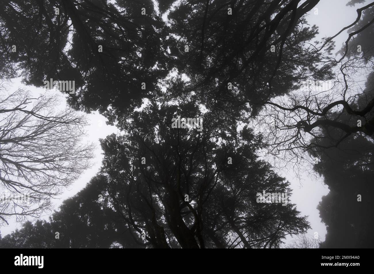 Alberi contro il cielo in una giornata di nebbia Foto Stock