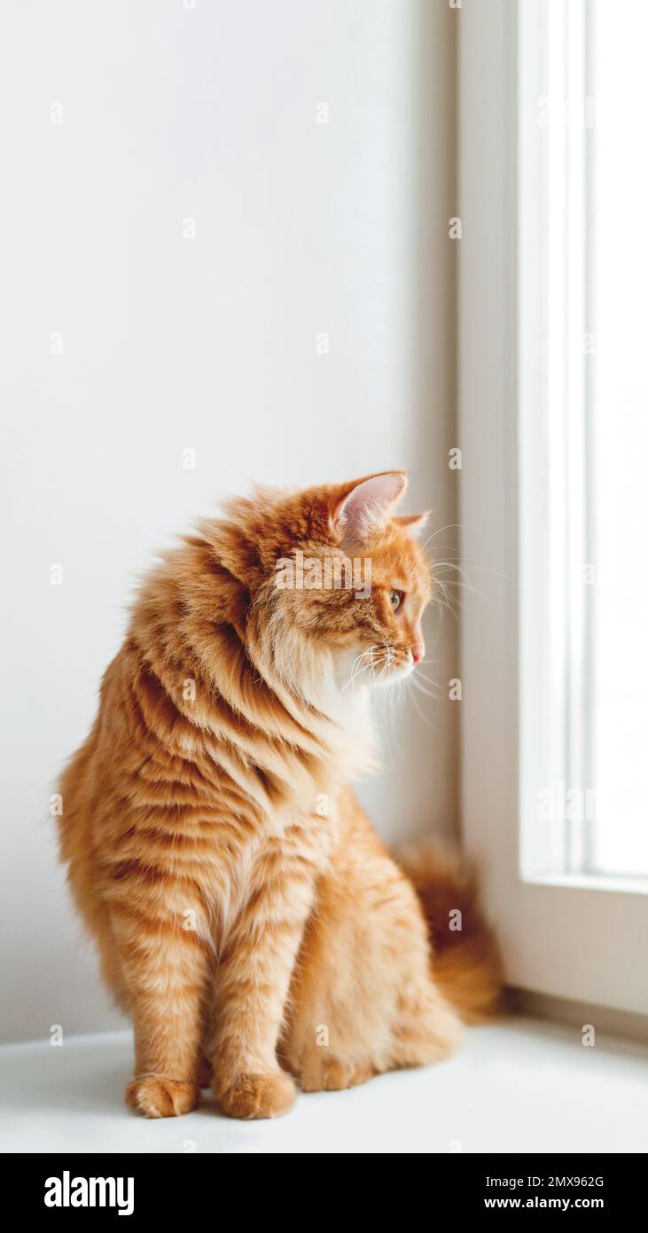 Gatto zenzero cute che si trova sul davanzale della finestra e in attesa di qualcosa. Morbidi look per animali domestici nella finestra. Striscione verticale con spazio di copia. Foto Stock