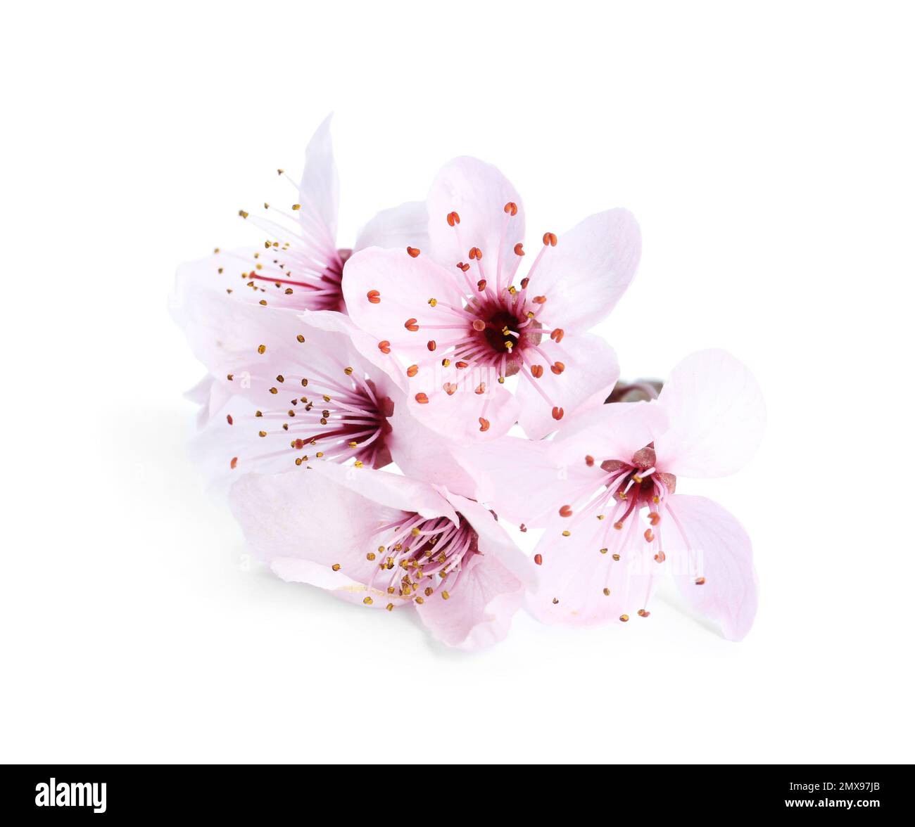 Bello fiore di prugna isolato su bianco. Stagione primaverile Foto Stock