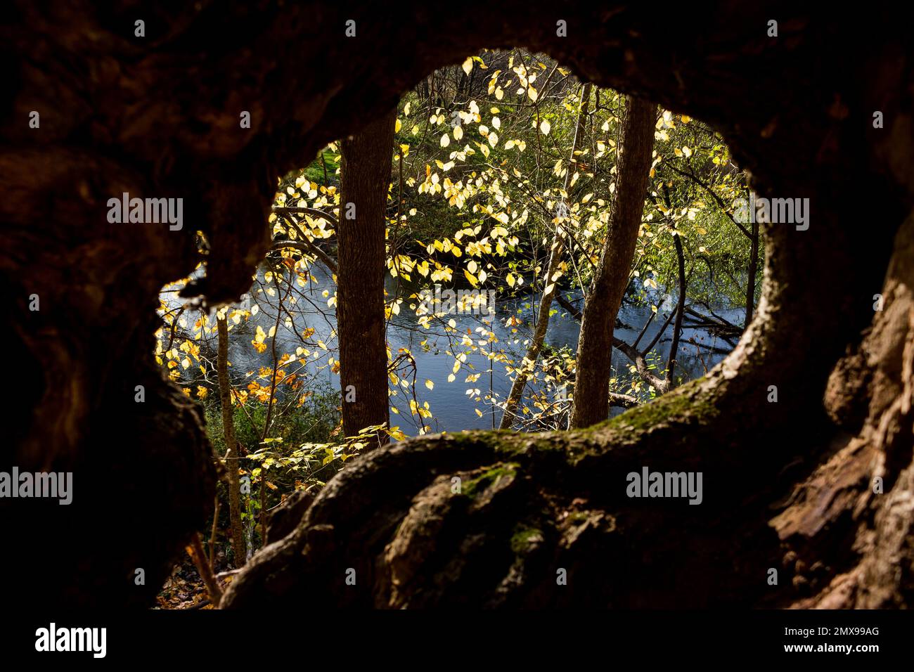 Una vista insolita da una cavità in un albero alla natura, il fogliame giallo in autunno e un piccolo fiume Foto Stock