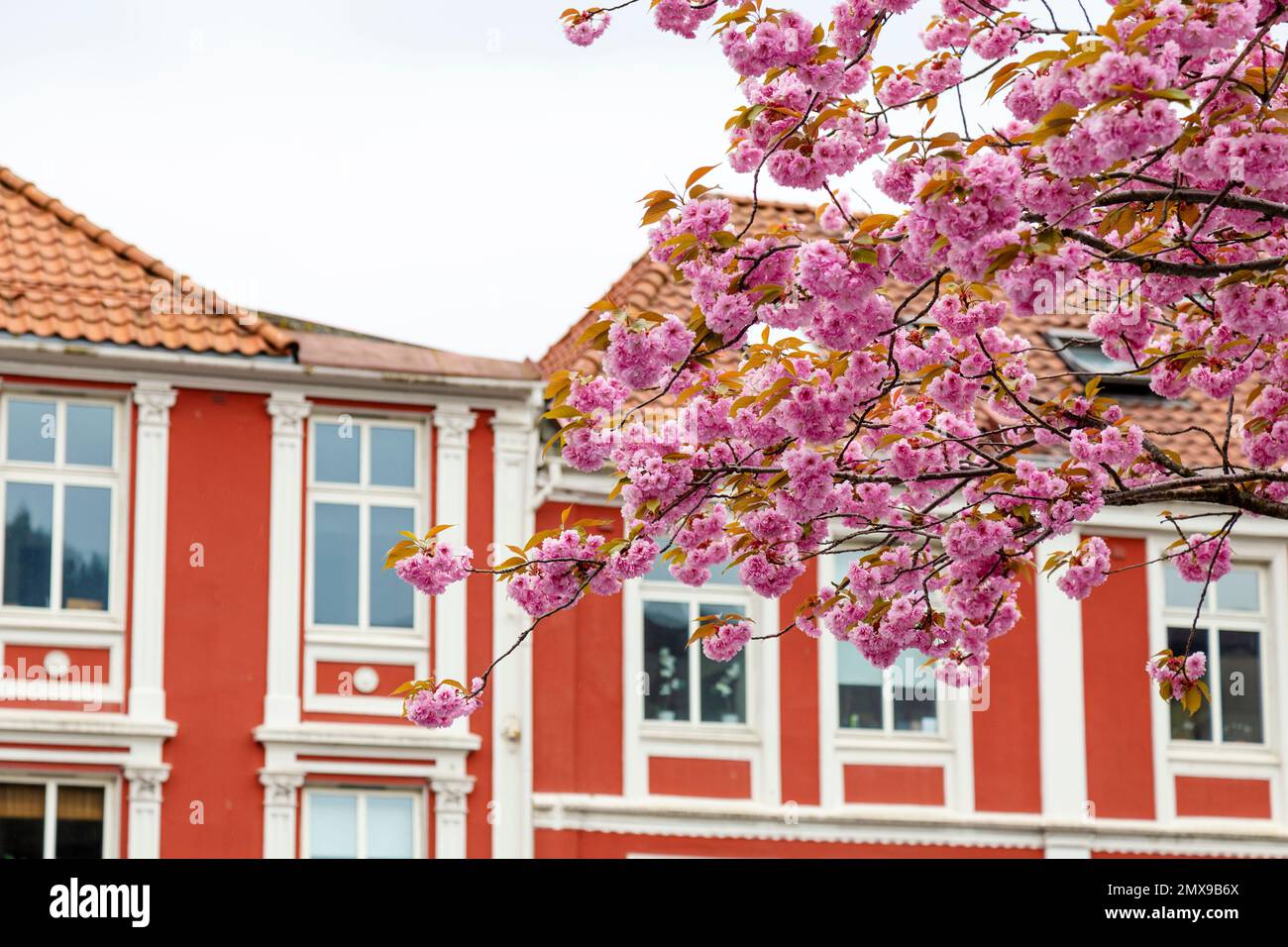 Fiori di ciliegio rosa contro le case rosse a Bergen, Norvegia Foto Stock
