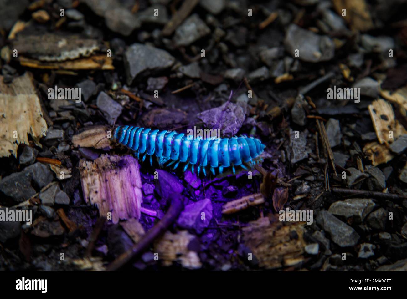 La luce ultravioletta rivela la biofluorescenza nel Millipede piano-sostenuto (Cherokia georgiana) di notte, Great Smoky Mountains National Park, Tennessee. Foto Stock