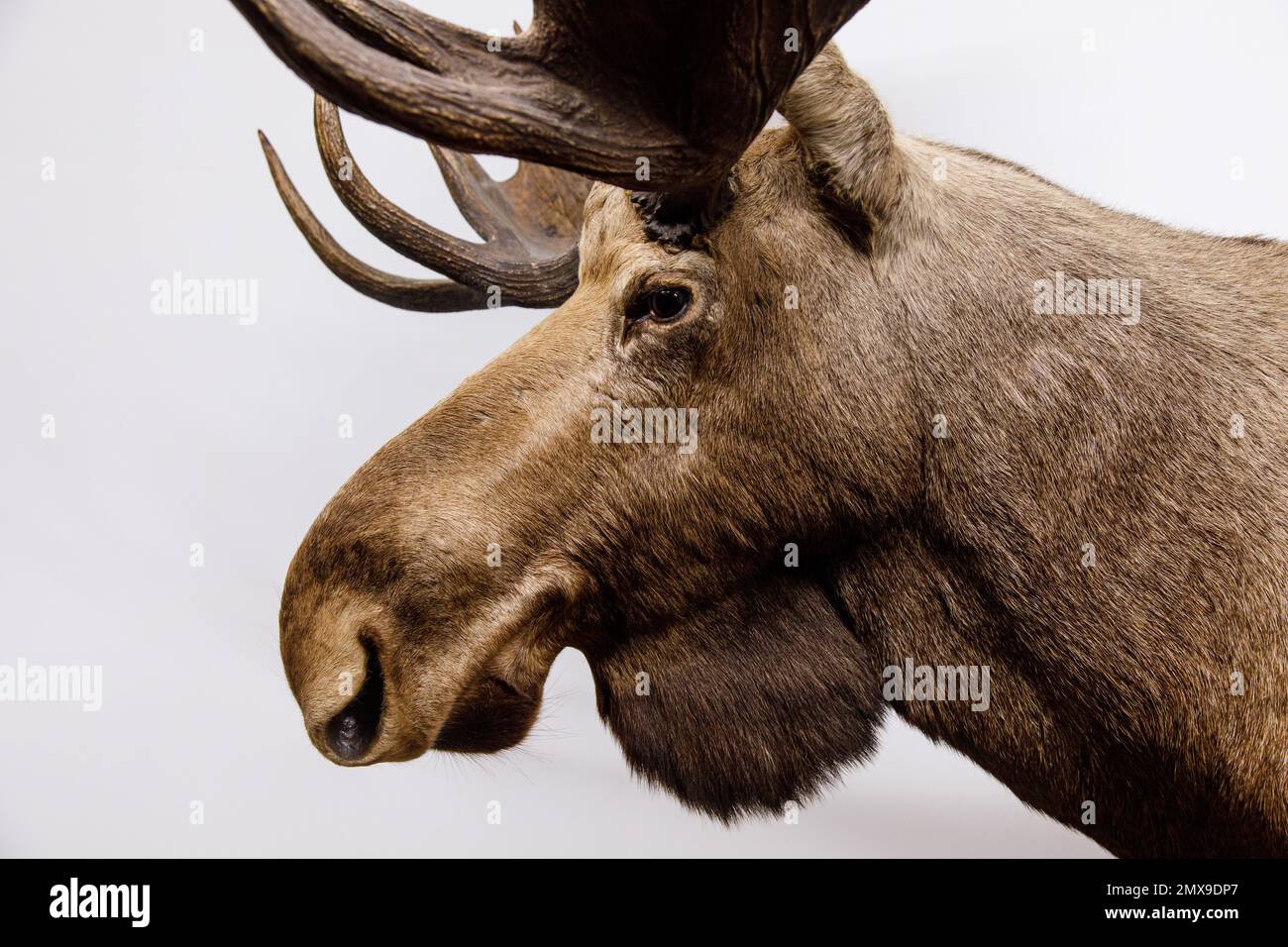 Monte tassidermico di un alce (Alces alces), il più grande membro della famiglia dei cervi, esposto al Mammoth Cave Wildlife Museum di Cave City, Kentucky. Foto Stock