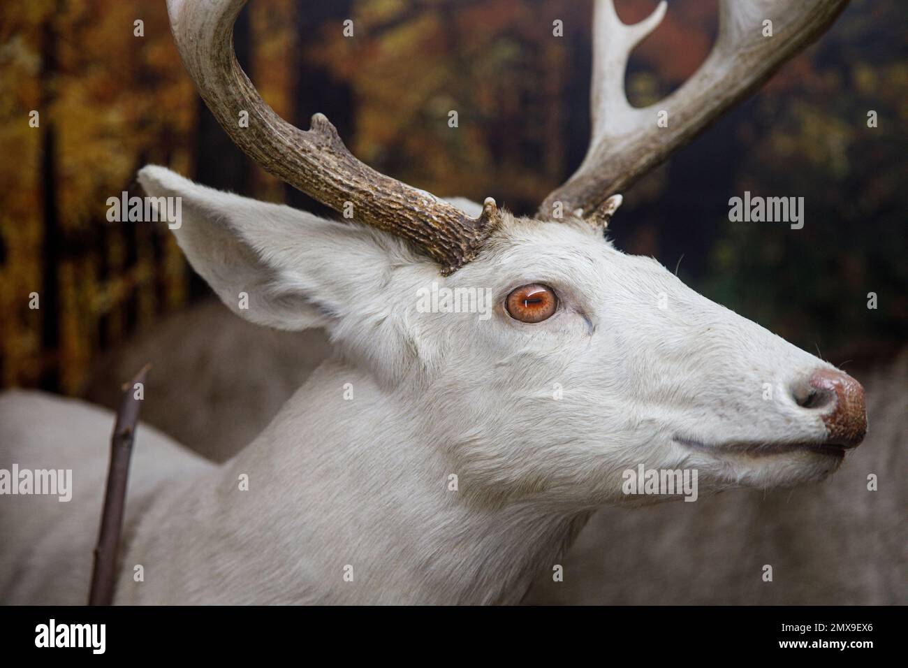 Monte tassidermico di un cervo bianco leucistico esposto al Mammoth Cave Wildlife Museum di Cave City, Kentucky. Foto Stock