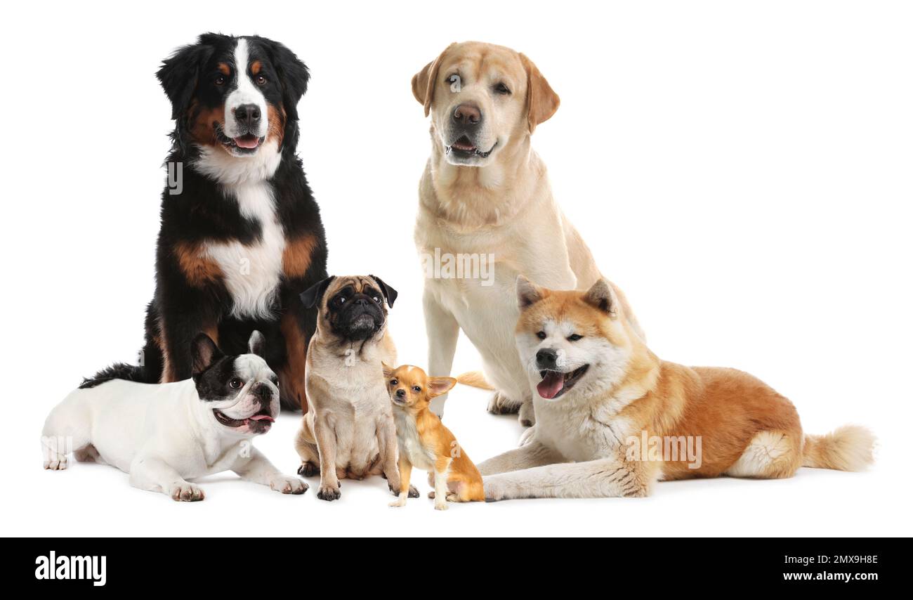 Razze diverse di cani su sfondo bianco Foto Stock