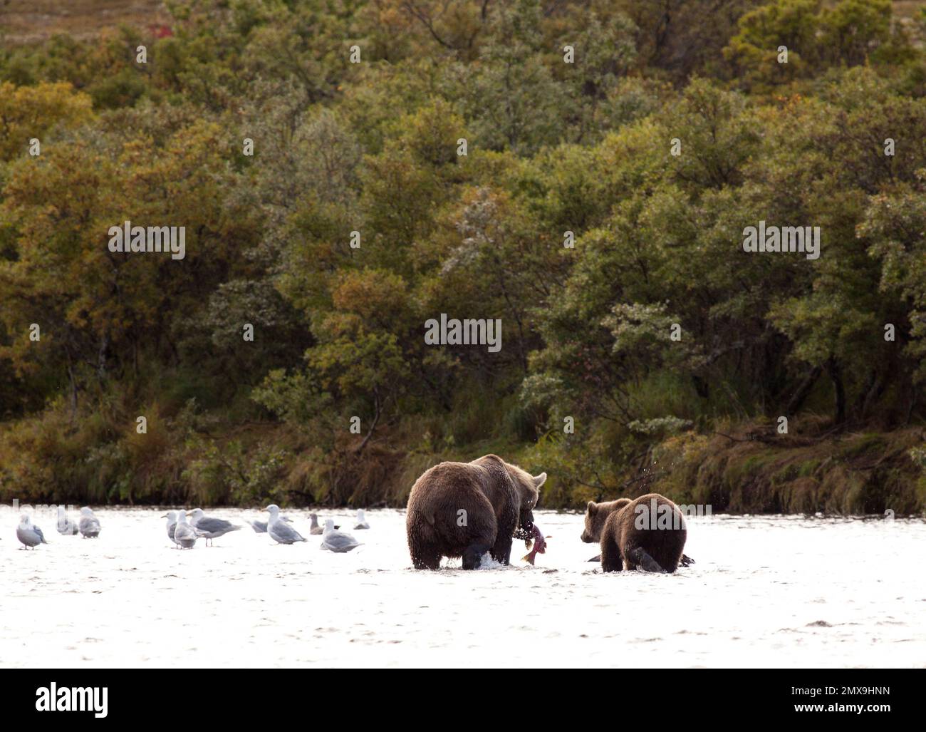 Orso bruno dell'Alaska alla ricerca di salmone sul fiume Katmai, Katmai National Park, Alaska USA Foto Stock