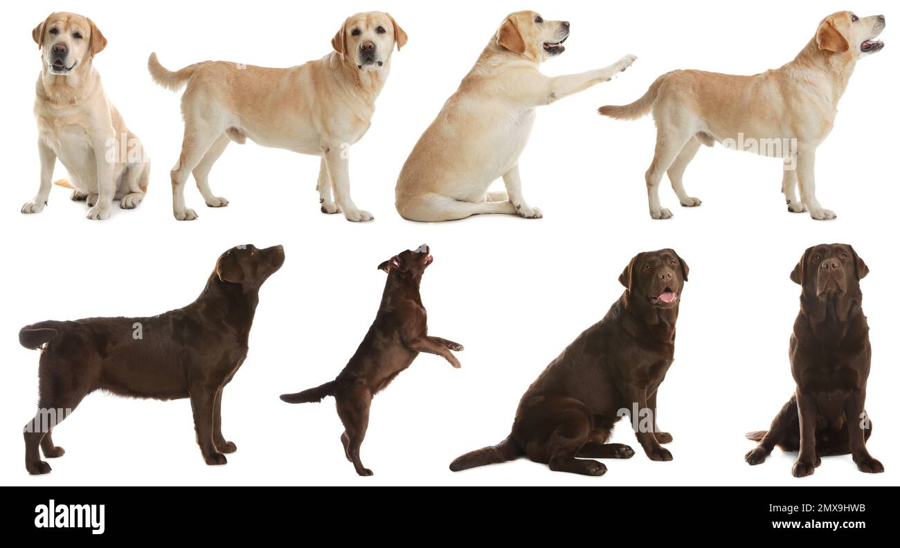 Set di cani labrador su sfondo bianco Foto Stock