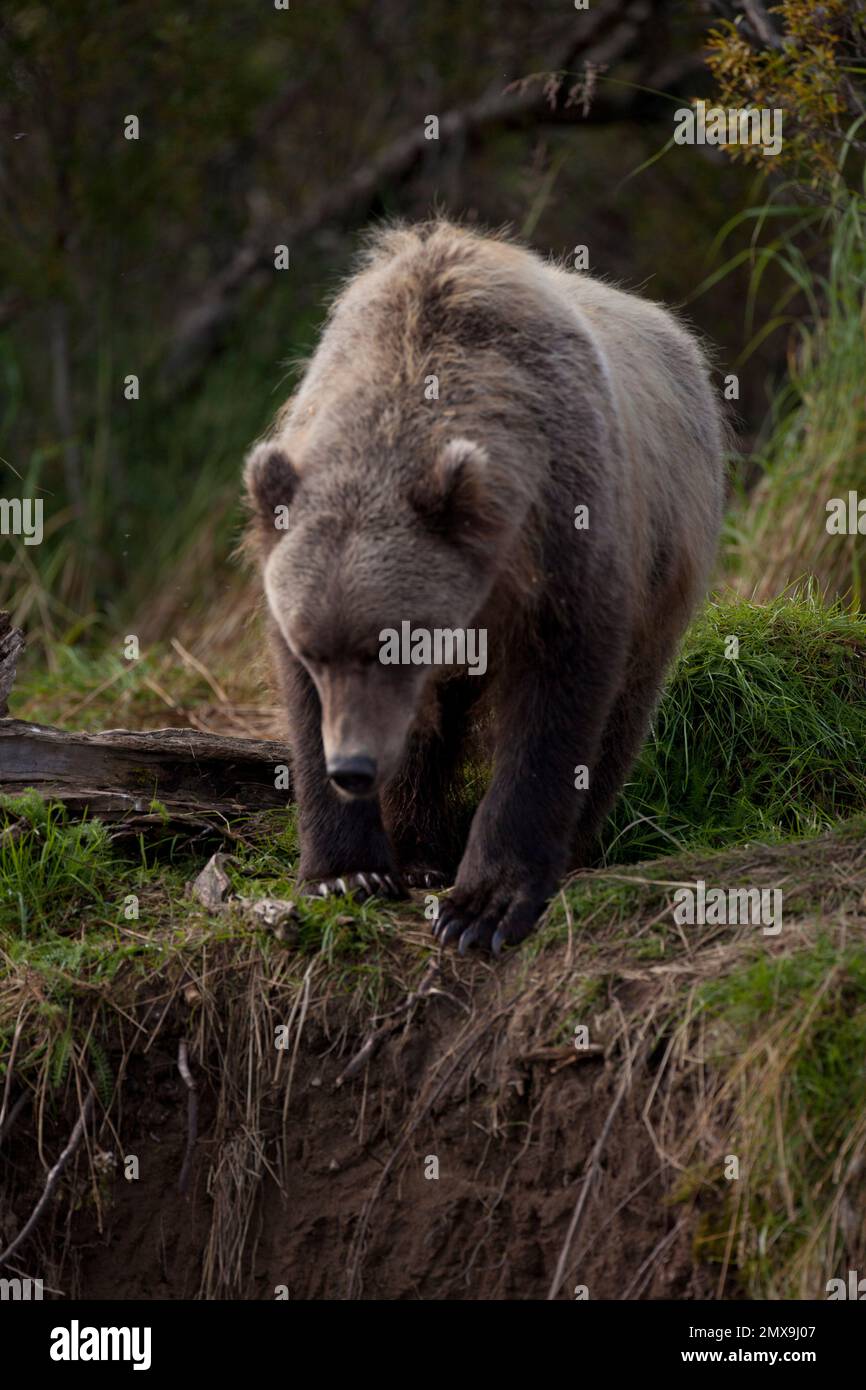 Orso bruno dell'Alaska alla ricerca di salmone sul fiume Katmai, Katmai National Park, Alaska USA Foto Stock