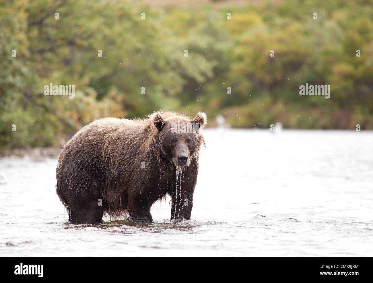 Orso bruno dell'Alaska alla ricerca di salmone sul fiume Katmai, Katmai National Park, Alaska USA Foto Stock