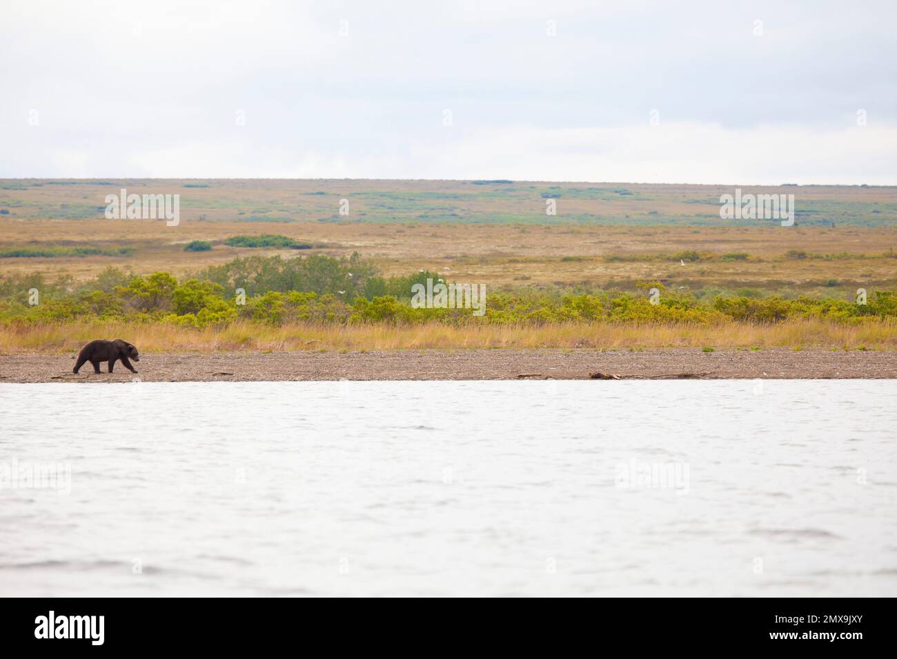 Orso bruno dell'Alaska alla ricerca di salmone sul fiume Katmai, Katmai National Park, Alaska USA Foto Stock