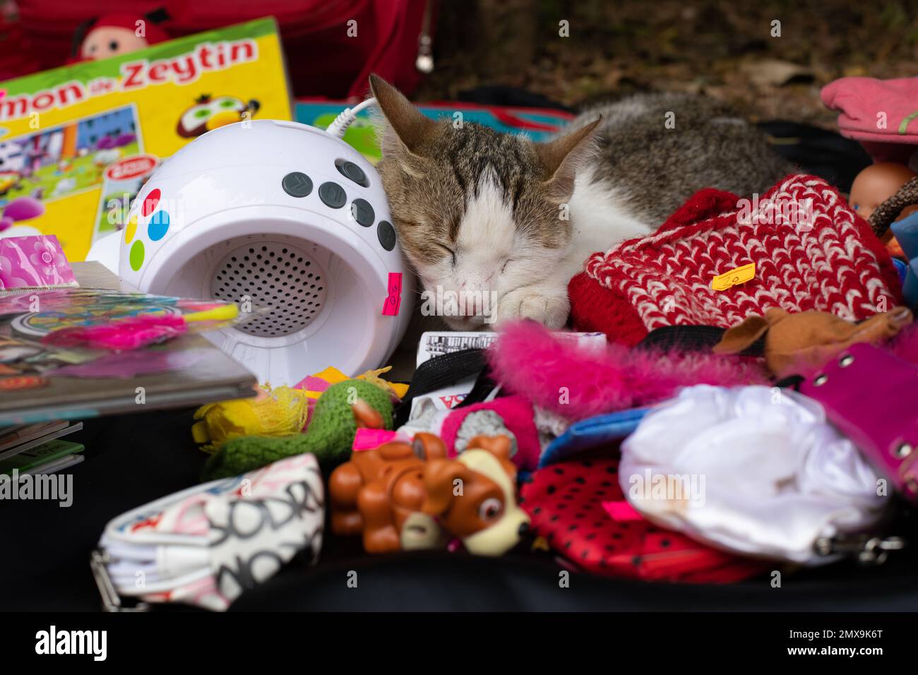 Istanbul Street Cat accecato addormentato in stalla vendita di giocattoli di strada - Kadikoy-Moda, Istanbul, Turchia Foto Stock