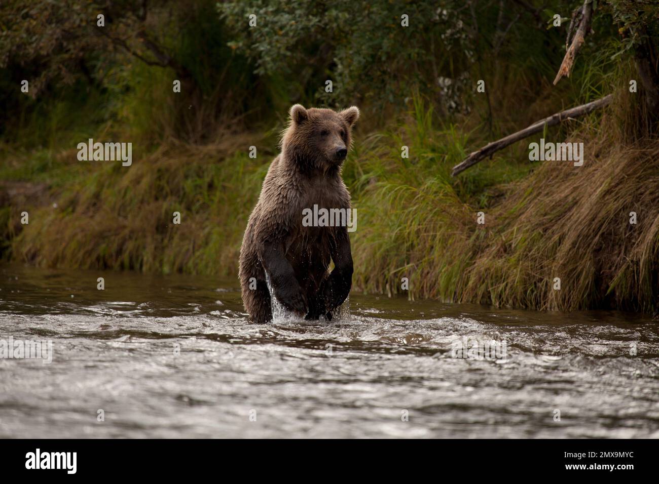 Orso bruno dell'Alaska alla ricerca di salmone sul fiume Katmai, Katmai National Park, Alaska USA Foto Stock