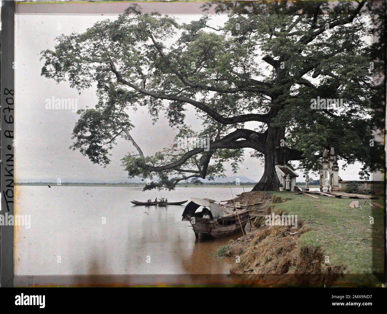 Viet-Tri, provincia di Phu-Tho, Tonkin, Indochina le Grand Banian (Ficus indica), vicino alla confluenza del Fiume Rosso e del Fiume Azzurro, Léon occupato in Indochina Foto Stock