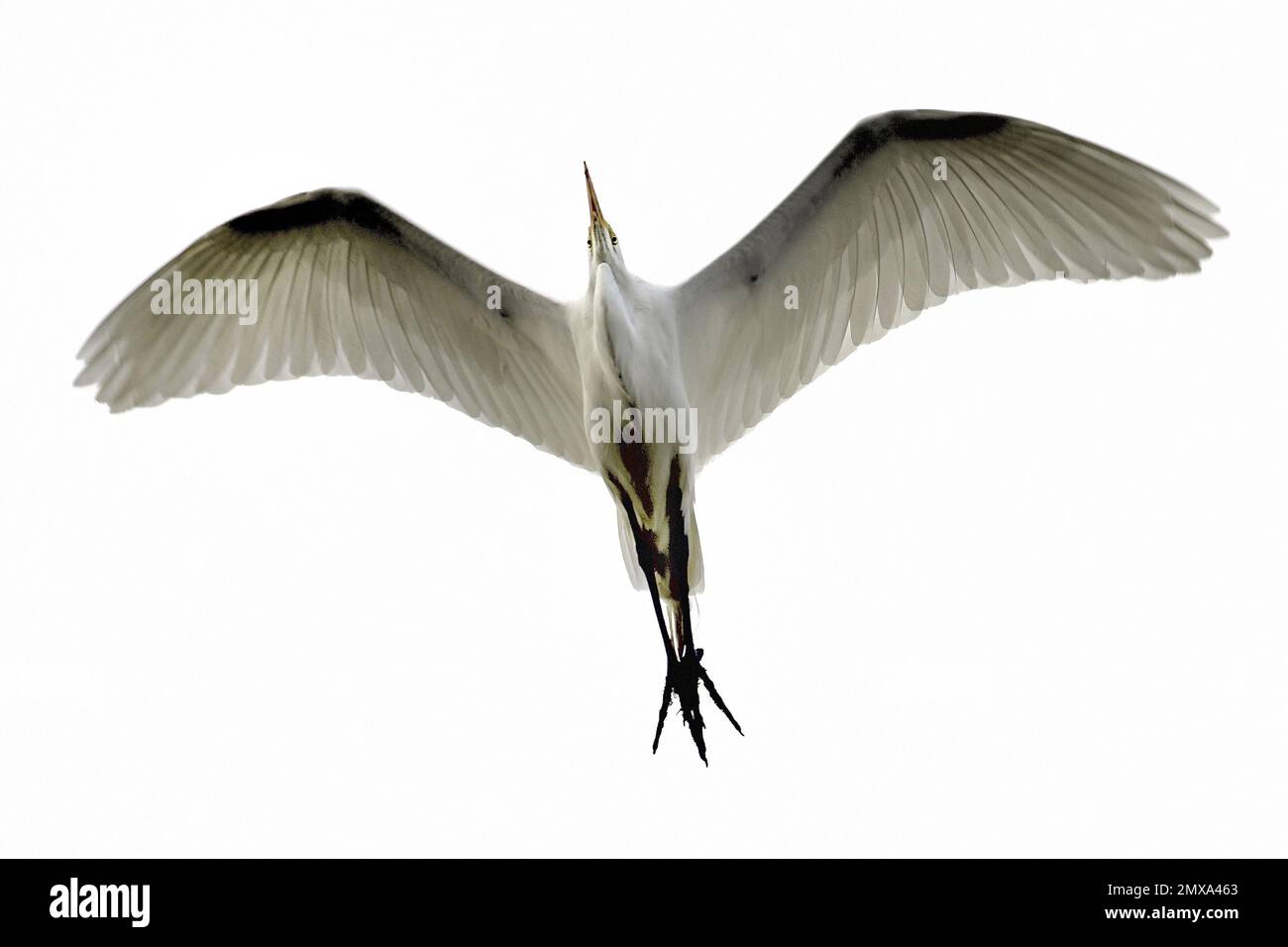 Pacific Grove, California, Stati Uniti. 2nd Feb, 2023. Snowy White Egret in volo dal basso. (Credit Image: © Rory Merry/ZUMA Press Wire) SOLO PER USO EDITORIALE! Non per USO commerciale! Foto Stock