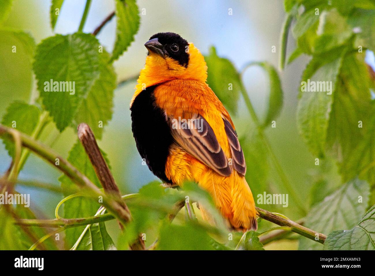 Butterfly Museum, Key West, Florida/ Key West Butterfly & Nature Conservatory, Key West, Florida, Key West, Florida, STATI UNITI Foto Stock