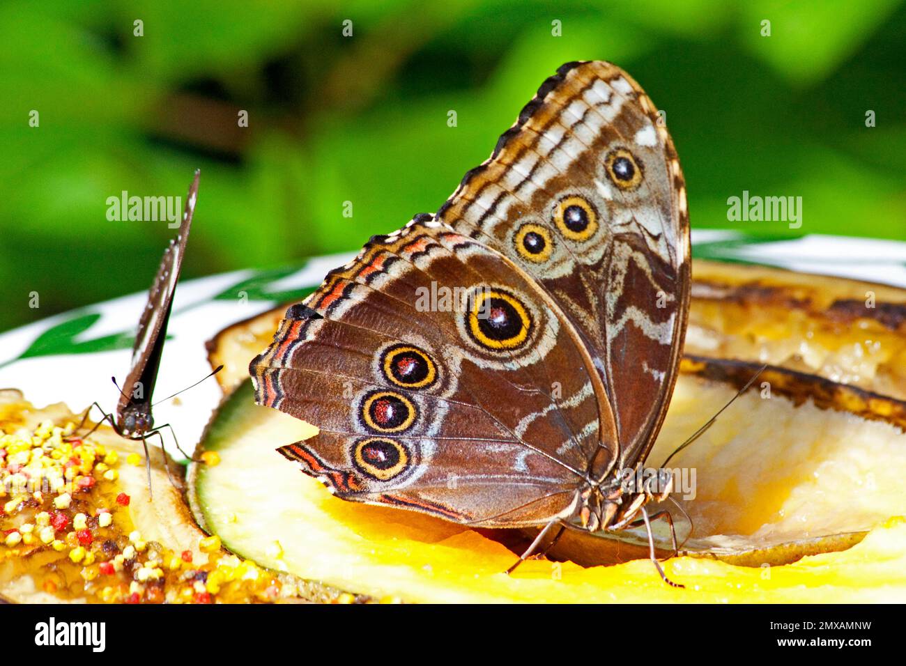 Butterfly Museum, Key West, Florida/ Key West Butterfly & Nature Conservatory, Key West, Florida, Key West, Florida, STATI UNITI Foto Stock