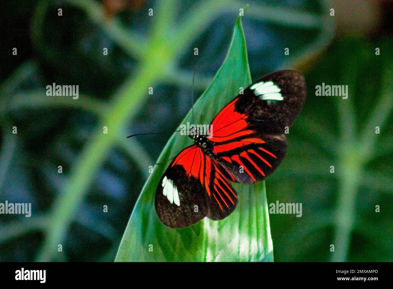 Butterfly Museum, Key West, Florida/ Key West Butterfly & Nature Conservatory, Key West, Florida, Key West, Florida, STATI UNITI Foto Stock