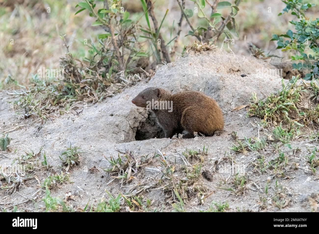 Mongoose nana su un tumulo di termiti a Mala Mala, Sud Africa Foto Stock