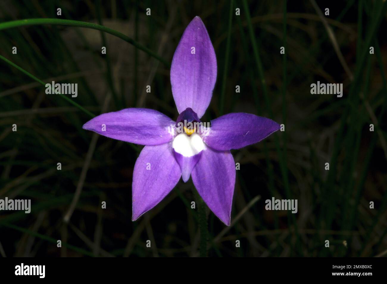 Un'orchidea delle labbra di cera solitaria (Glossodia Major) che mostra la sua bellezza viola alla riserva di flora di Hochkins Ridge a Croydon North, Victoria, Australia. Foto Stock