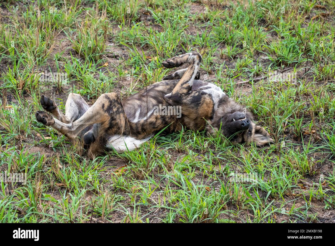 African Painted Dog Rolling and Playing in the Grass Foto Stock