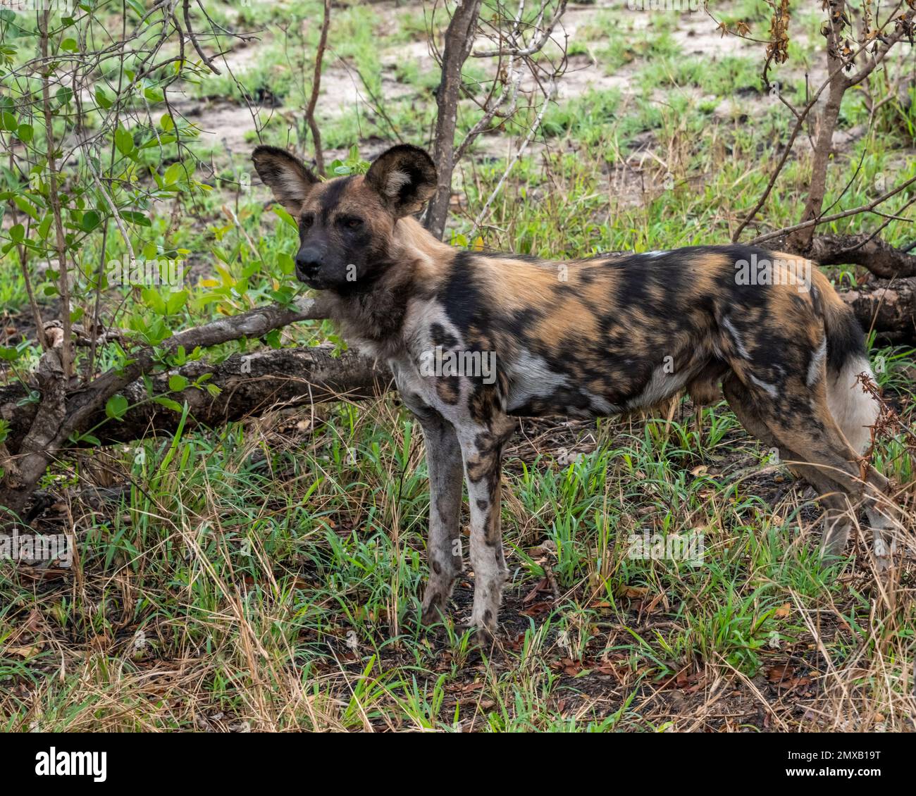 African Painted Dog in piedi in una verde Foresta Glade Foto Stock
