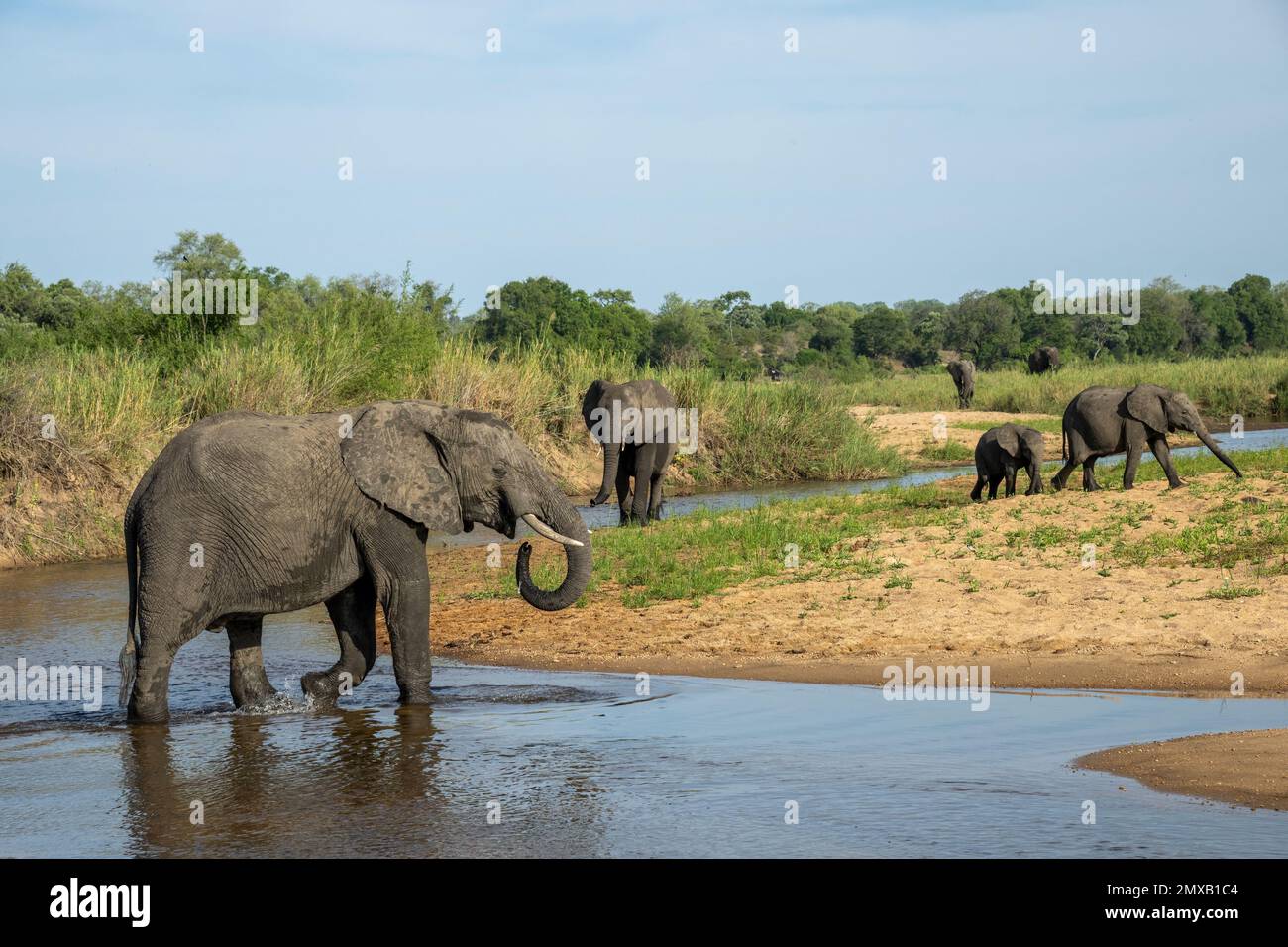 Elefanti che attraversano il fiume di sabbia in Sudafrica Foto Stock