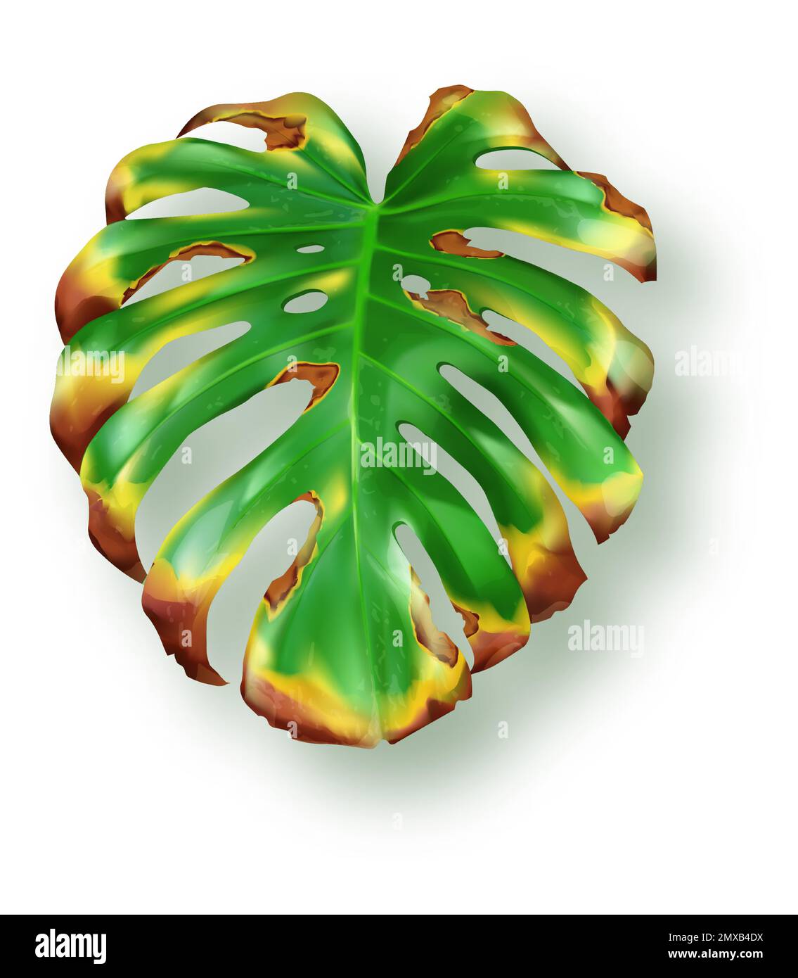Verde tropicale giallo foglia monstera essiccazione su sfondo bianco vettore. Bellissimo elemento di design isolato botanico, pianta di palma tropicale giungla, esotico filodendro secco foglia in stile realistico Illustrazione Vettoriale
